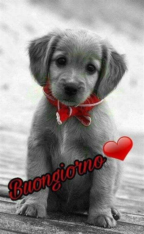 buon giorno gif animate|buongiorno animali simpatici.